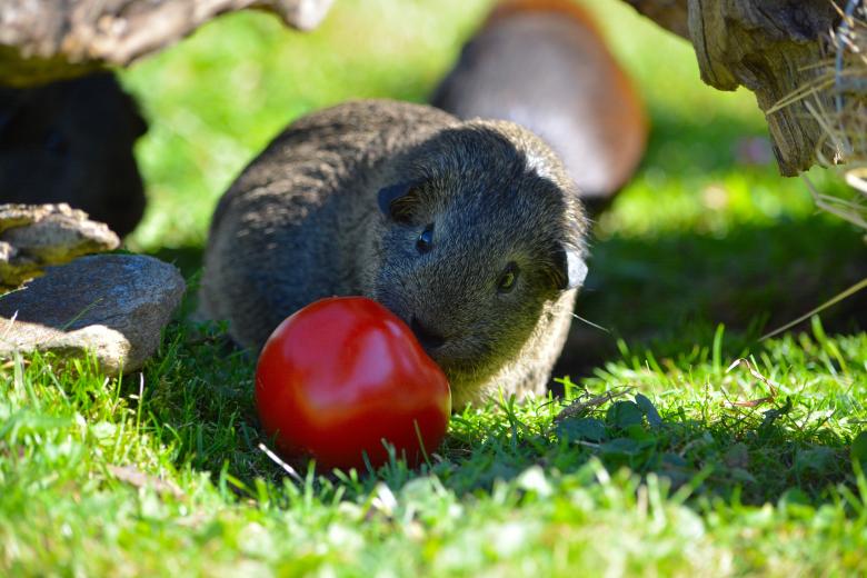 Free stock image of Cute created by Pixabay