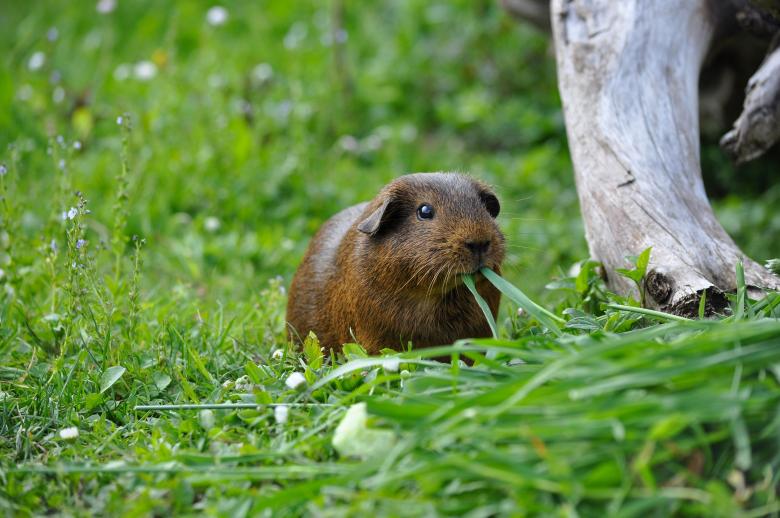 Free stock image of Cute Guinea created by Pixabay