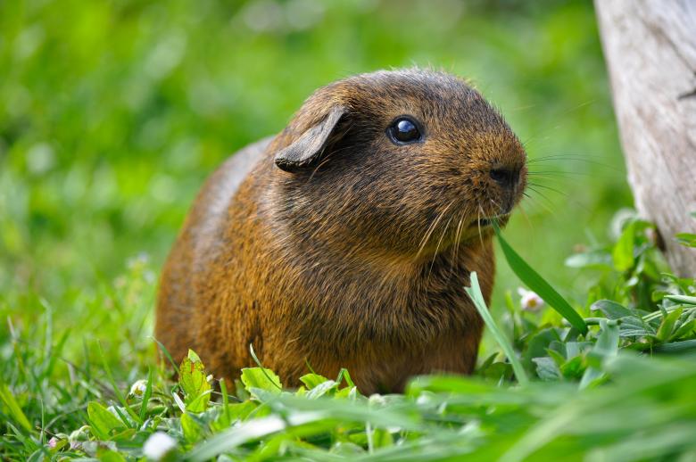 Free stock image of Brown Guinea created by Pixabay