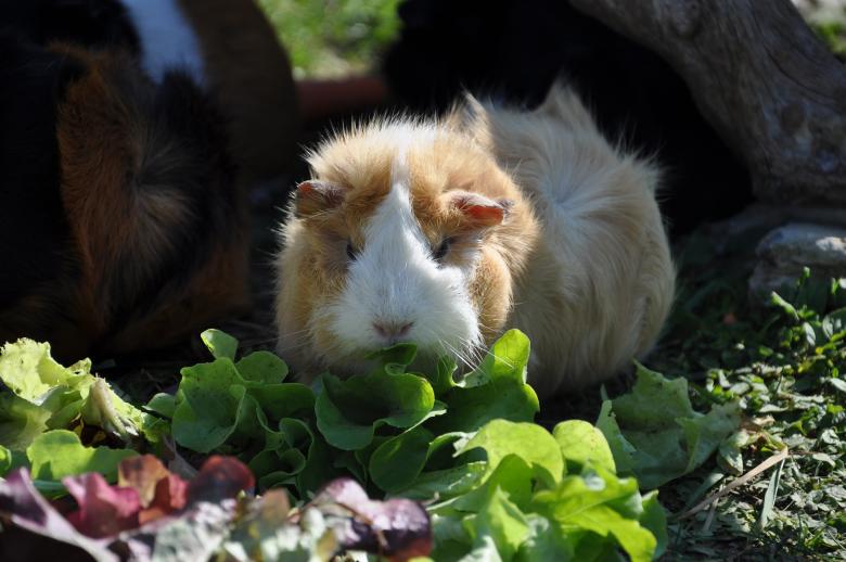 Free stock image of Animal created by Pixabay