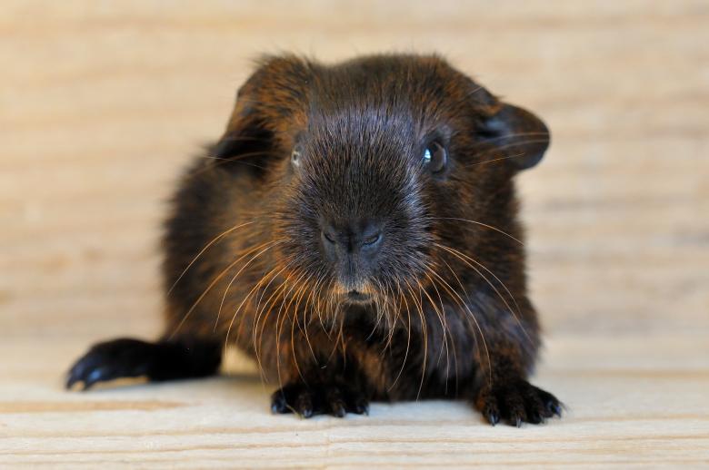 Free stock image of Guinea Pig created by Pixabay