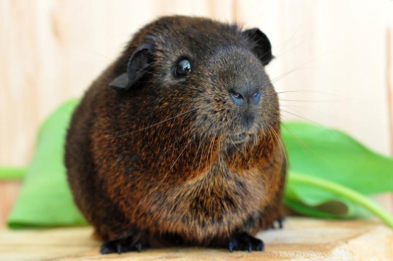 Free stock image of Cute created by Pixabay