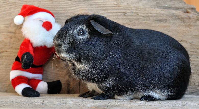 Free stock image of Black Guinea created by Pixabay