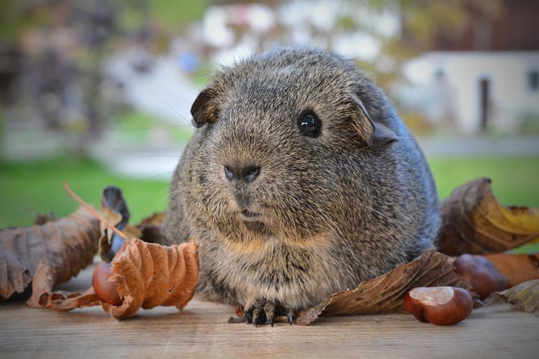Free stock image of Guinea Pig created by Pixabay