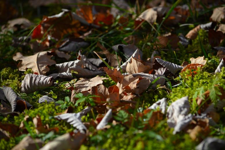 Free stock image of Fallen created by Pixabay