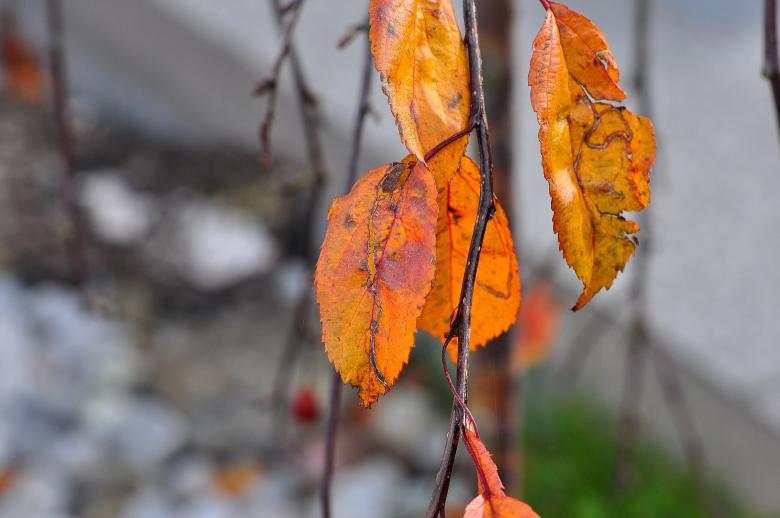 Free stock image of Autumn created by Pixabay