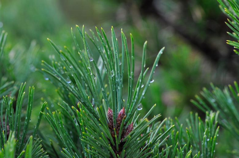 Free stock image of Pine created by Pixabay
