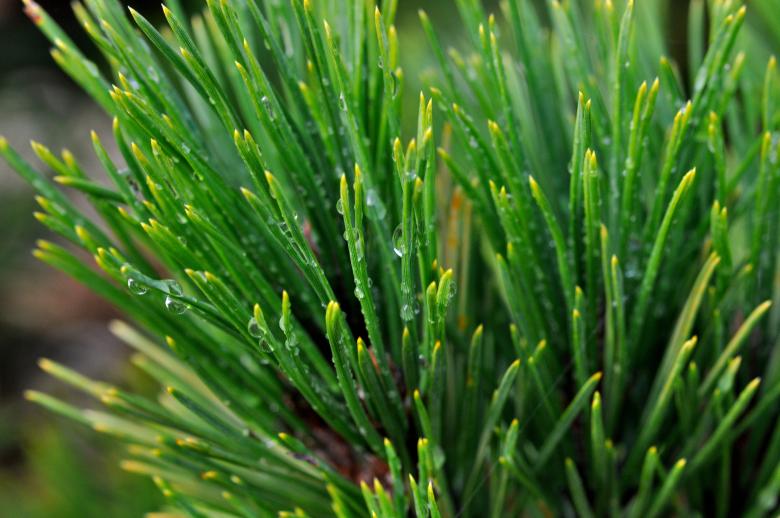 Free stock image of Pine Branch created by Pixabay
