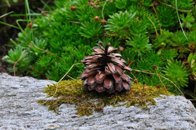 Free stock image of Wild Pinecone created by Pixabay
