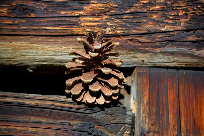 Free stock image of Pine Cones created by Pixabay