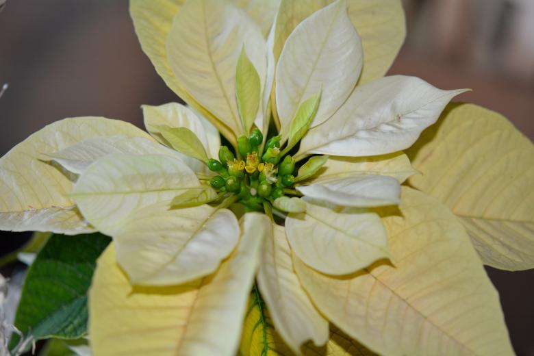 Free stock image of Poinsettia created by Pixabay