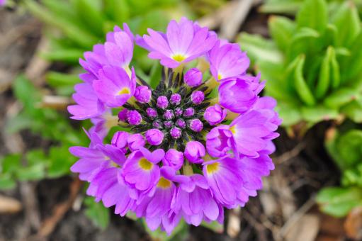 Primrose - Free Stock Photo