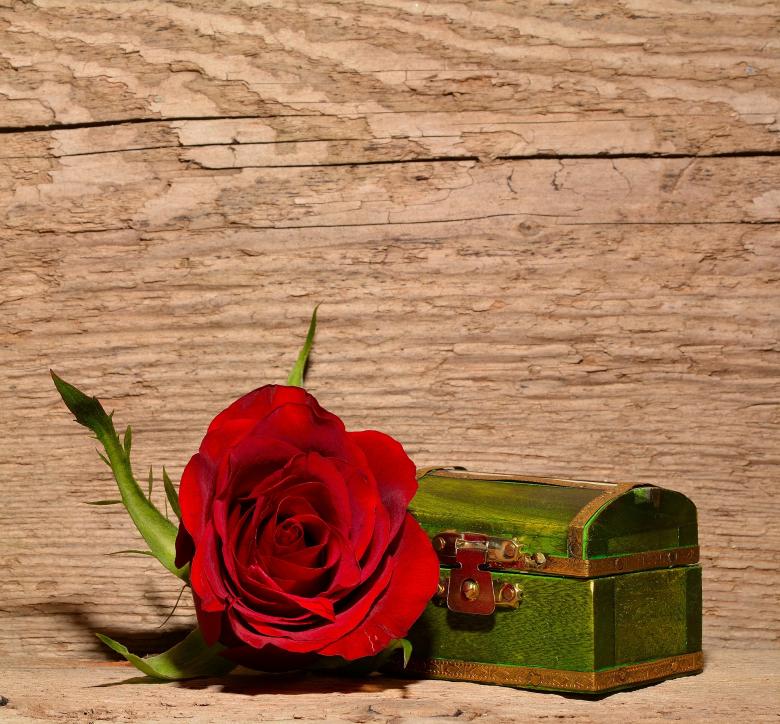 Free stock image of Beautiful Rose created by Pixabay