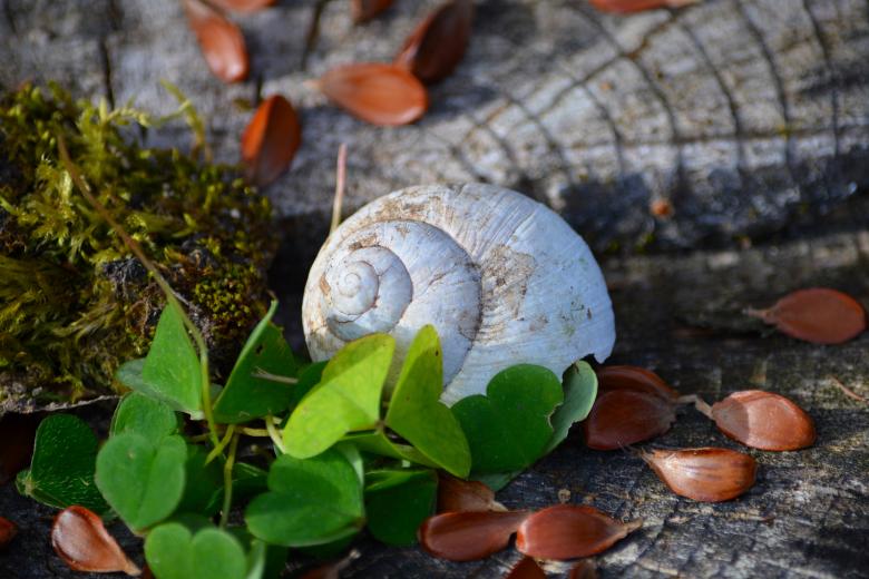 Free stock image of Shell created by Pixabay
