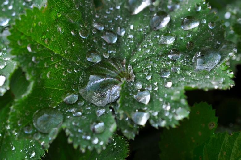 Free stock image of Dew created by Pixabay