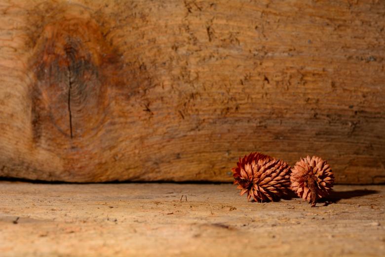 Free stock image of Nature created by Pixabay