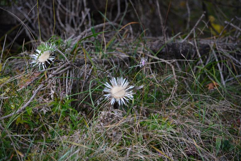 Free stock image of Thistles created by Pixabay