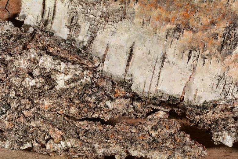 Free stock image of Birch Bark created by Pixabay