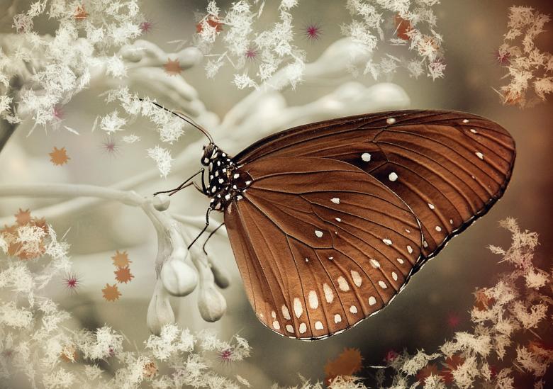 Free stock image of Wild created by Pixabay