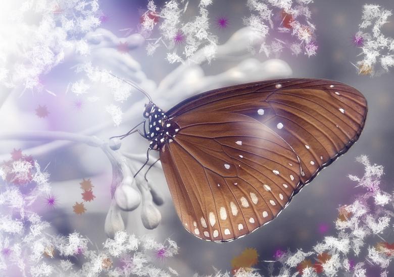 Free stock image of Butterfly created by Pixabay