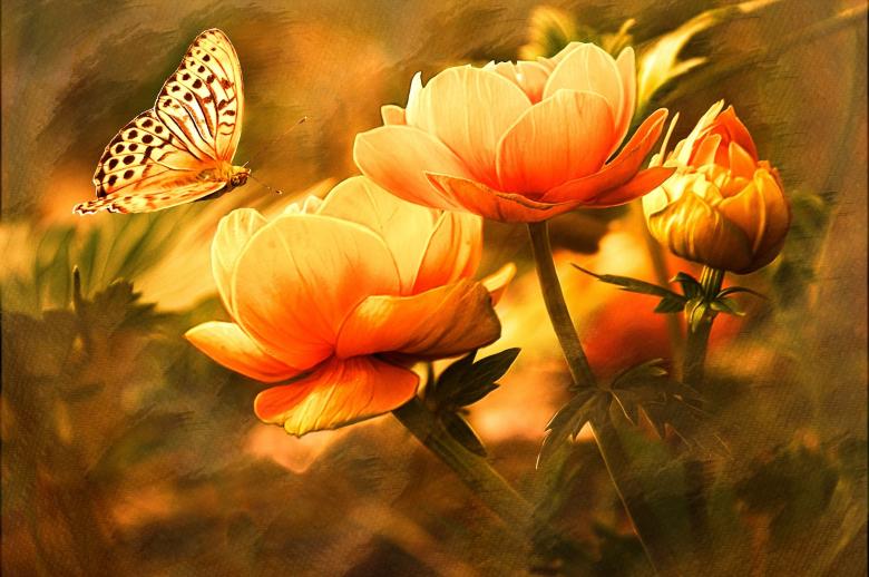 Free stock image of Butterfly created by Pixabay