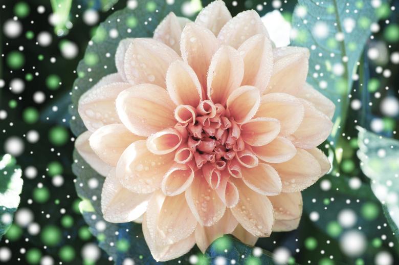 Free stock image of Dahlia Flower created by Pixabay
