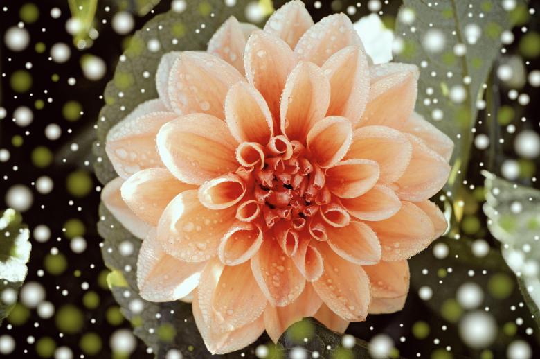 Free stock image of Dahlia created by Pixabay
