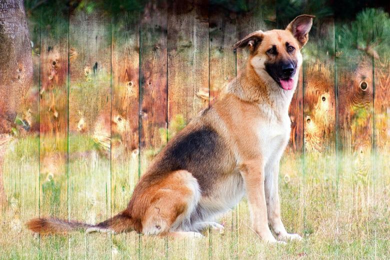 Free stock image of Max created by Pixabay