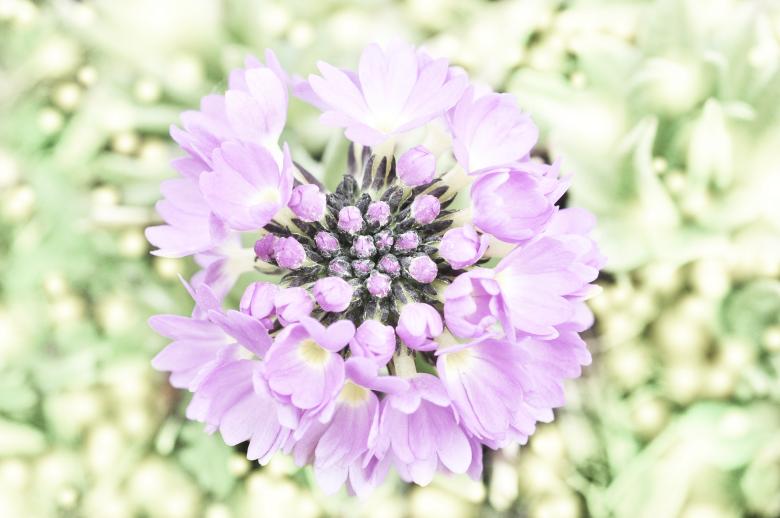 Free stock image of Pink Flowers created by Pixabay