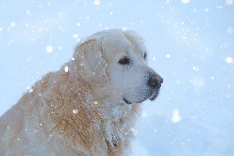 Free stock image of White Dog created by Pixabay