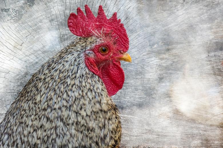 Free stock image of Bird created by Pixabay