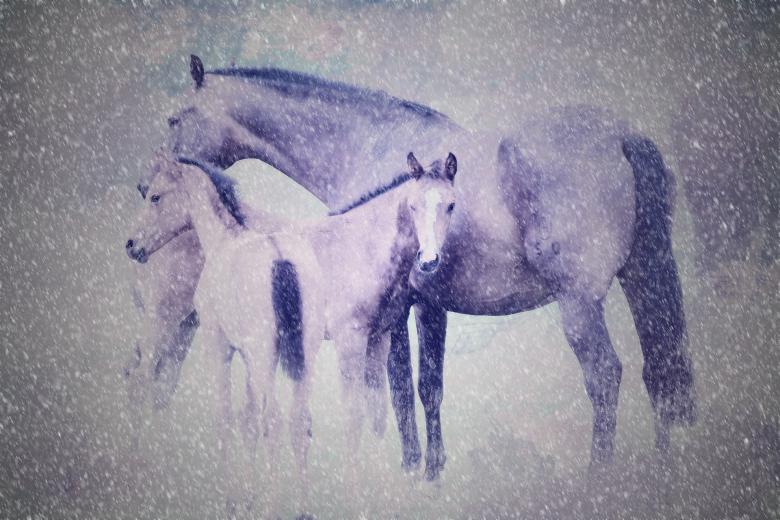 Free stock image of Horses created by Pixabay