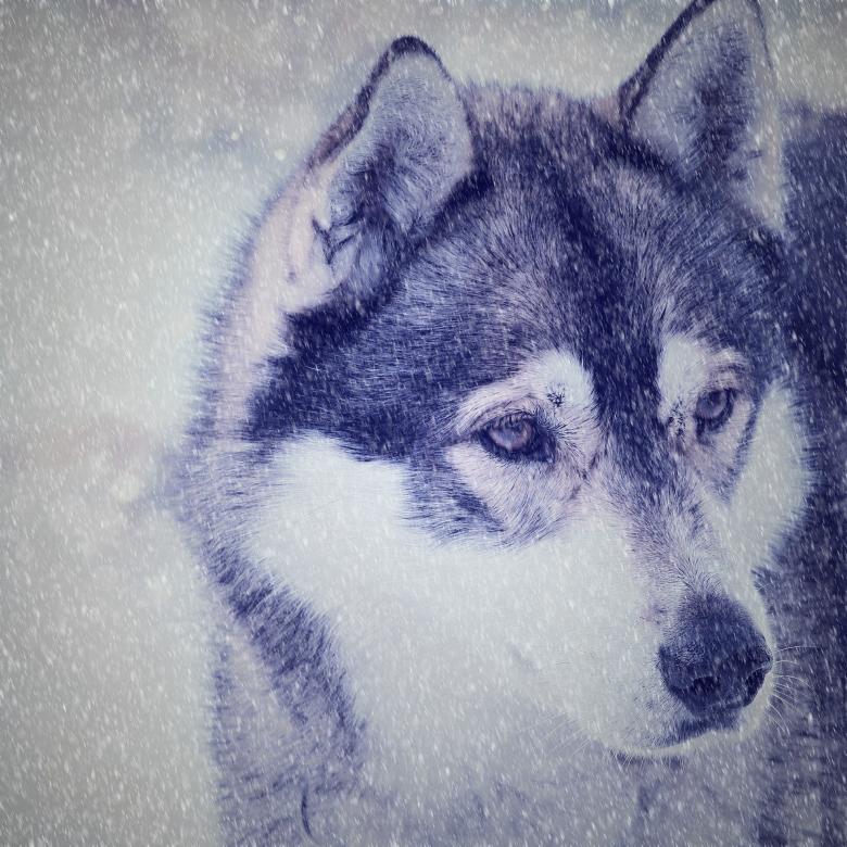 Free stock image of Husky created by Pixabay