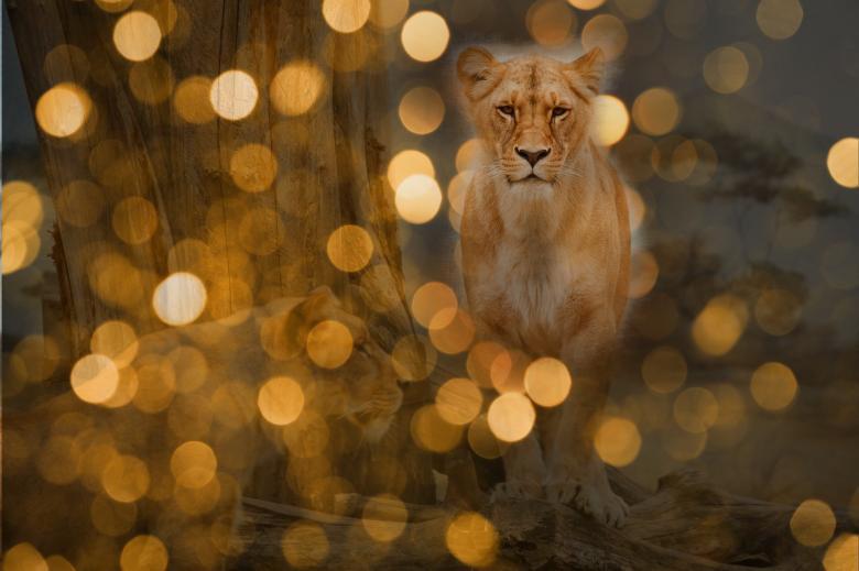 Free stock image of Lioness created by Pixabay