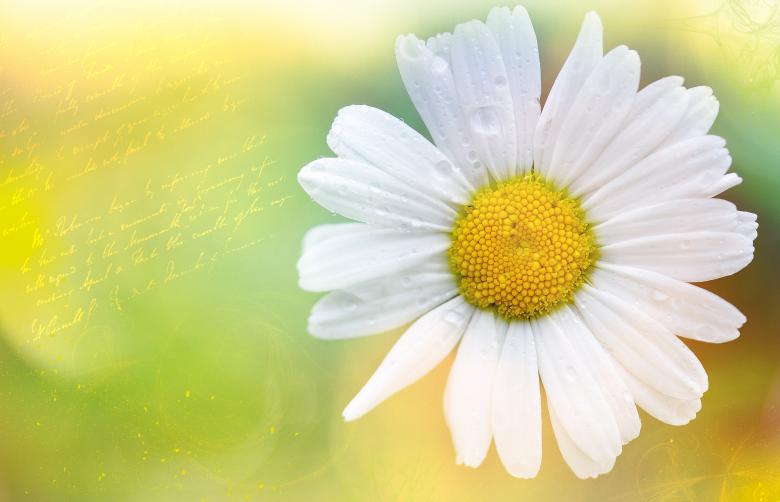 Free stock image of Marguerite created by Pixabay