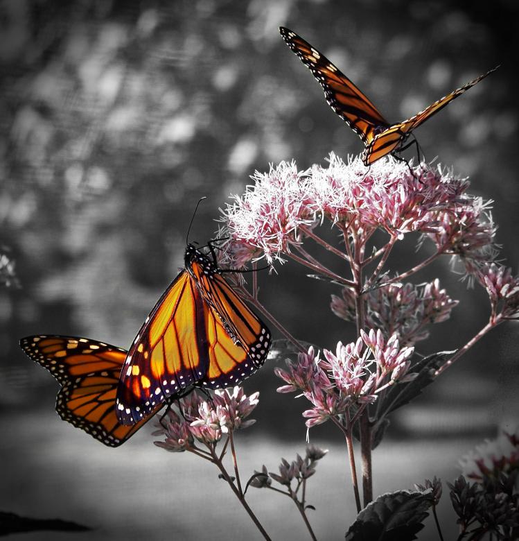 Free stock image of Monarch created by Pixabay