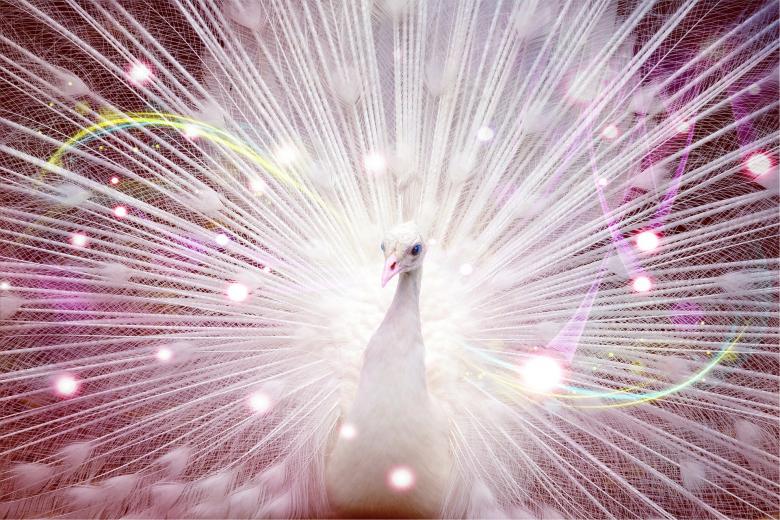 Free stock image of Peacock created by Pixabay