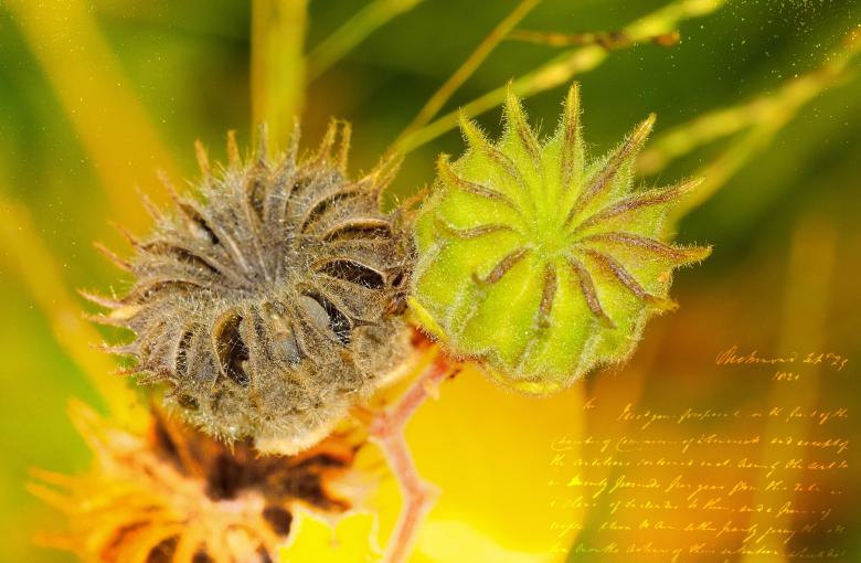 Free stock image of Poppy created by Pixabay