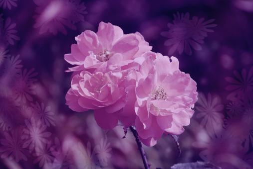Pink - Free Stock Photo