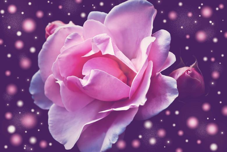 Free stock image of Beautiful Flower created by Pixabay