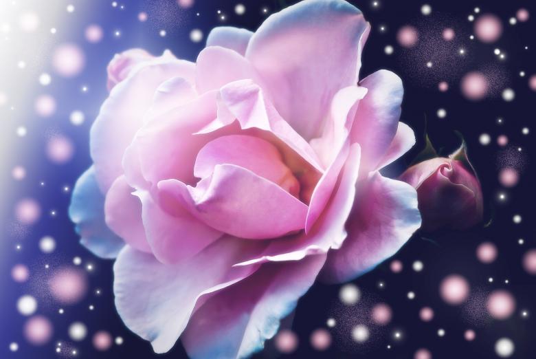 Free stock image of Pink Flower created by Pixabay