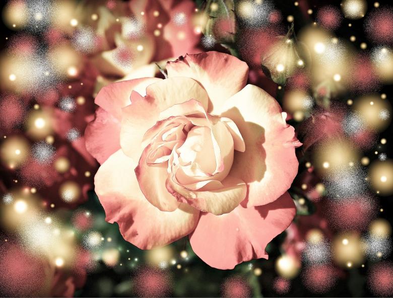 Free stock image of Pink Rose created by Pixabay