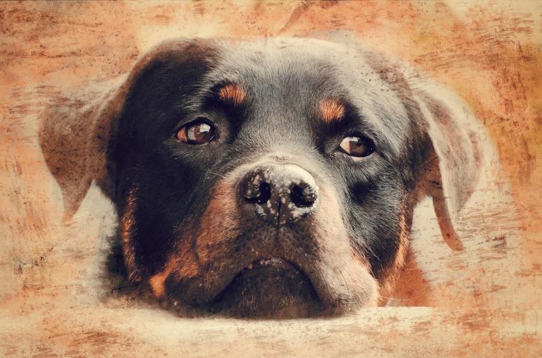 Free stock image of Rotweiler created by Pixabay