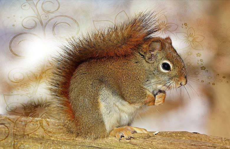 Free stock image of Squirrel created by Pixabay