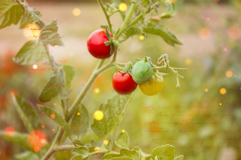 Free stock image of Tomato Plant created by Pixabay
