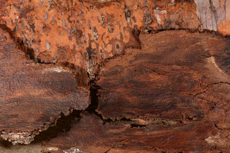 Free stock image of Tree Bark created by Pixabay
