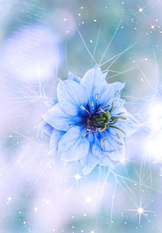 Free stock image of Blue Flower created by Pixabay