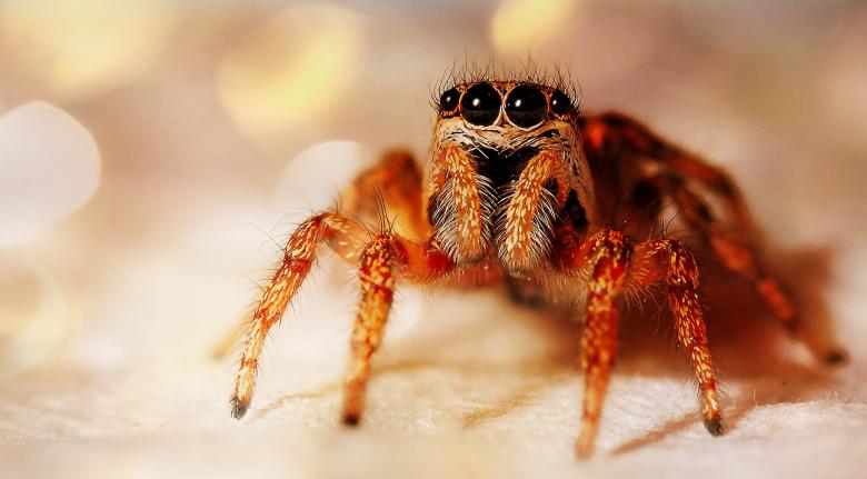 Free stock image of Jumping Spider created by Pixabay
