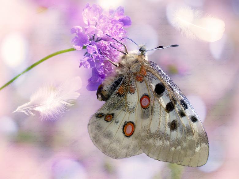 Free stock image of Butterfly created by Pixabay