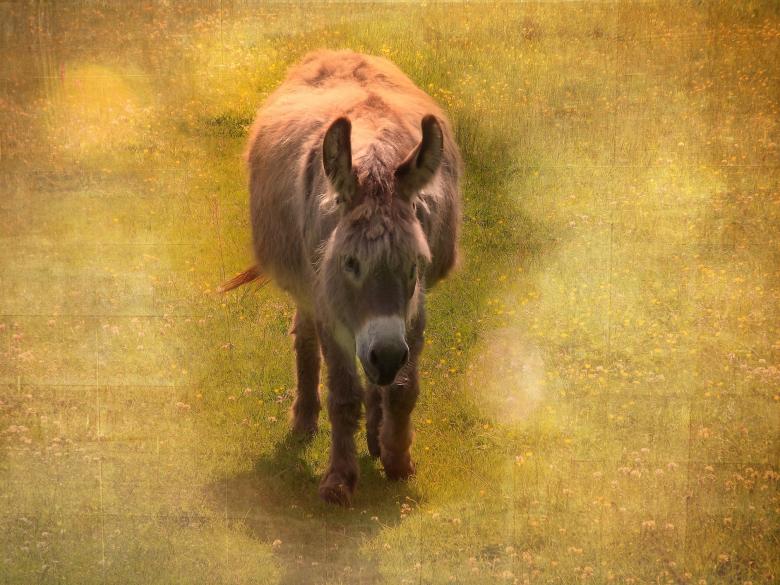 Free stock image of Donkey created by Pixabay
